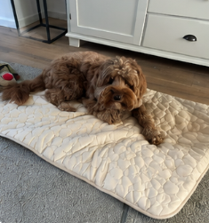 Hummer — Size S