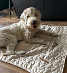 Cookie — Size M