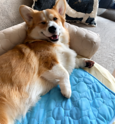 Cooper — Size M